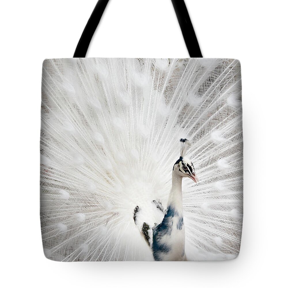 White Peacock Tote Bag featuring the photograph Beautiful White Peacock by Louise Tanguay