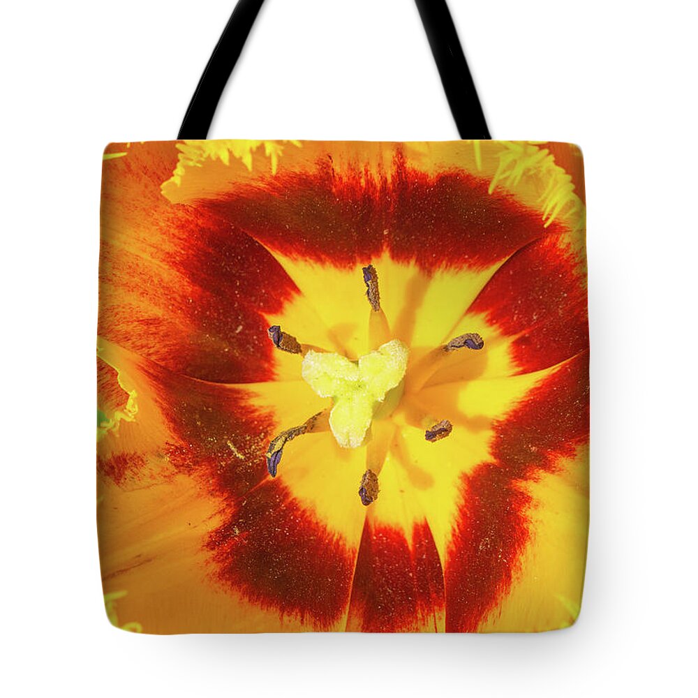 Flower Tote Bag featuring the photograph Beautiful Yellow and Red Tulip by Auden Johnson