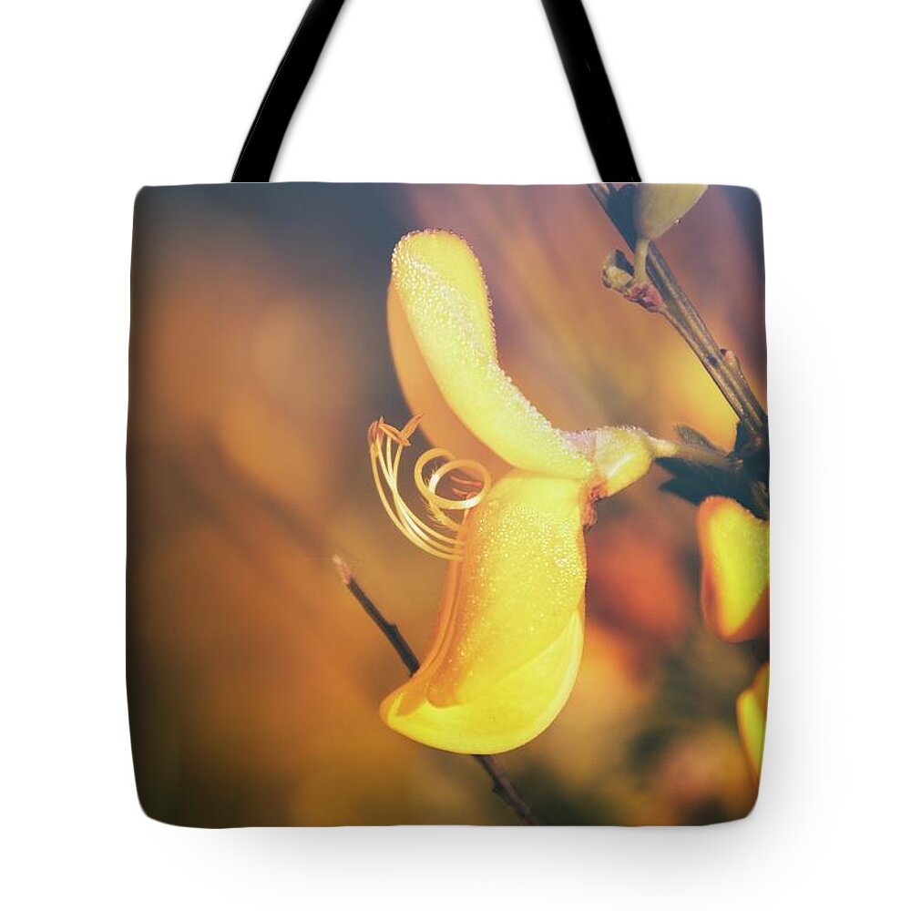 Cytisus Tote Bag featuring the photograph Beauty Of Cytisus by Jaroslav Buna