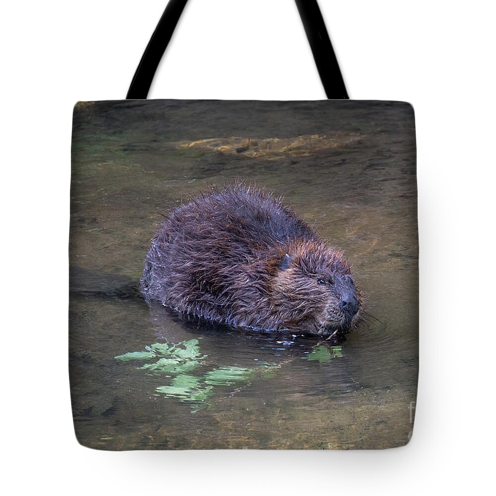Mammals Tote Bag featuring the photograph Beaver 2 by Chris Scroggins