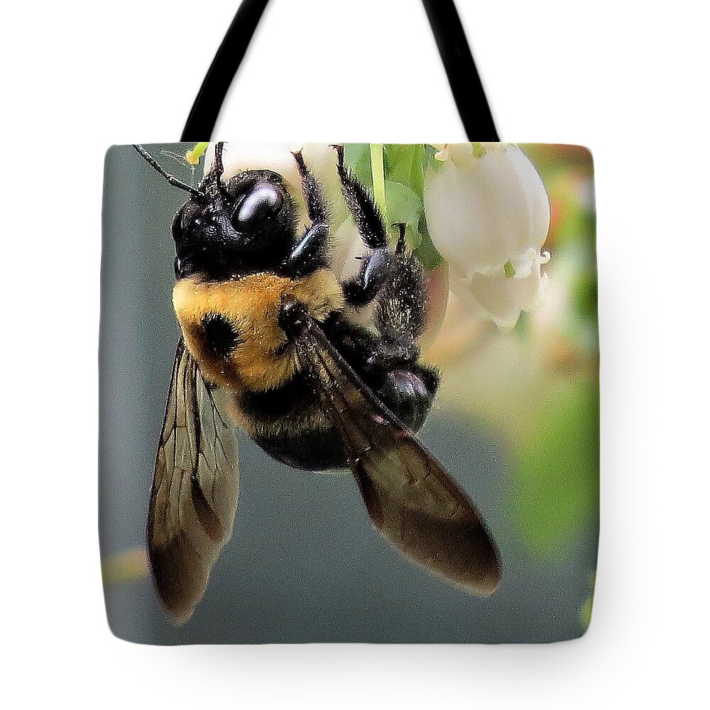 Insects Tote Bag featuring the photograph Bee on Blueberry Blossoms by Linda Stern