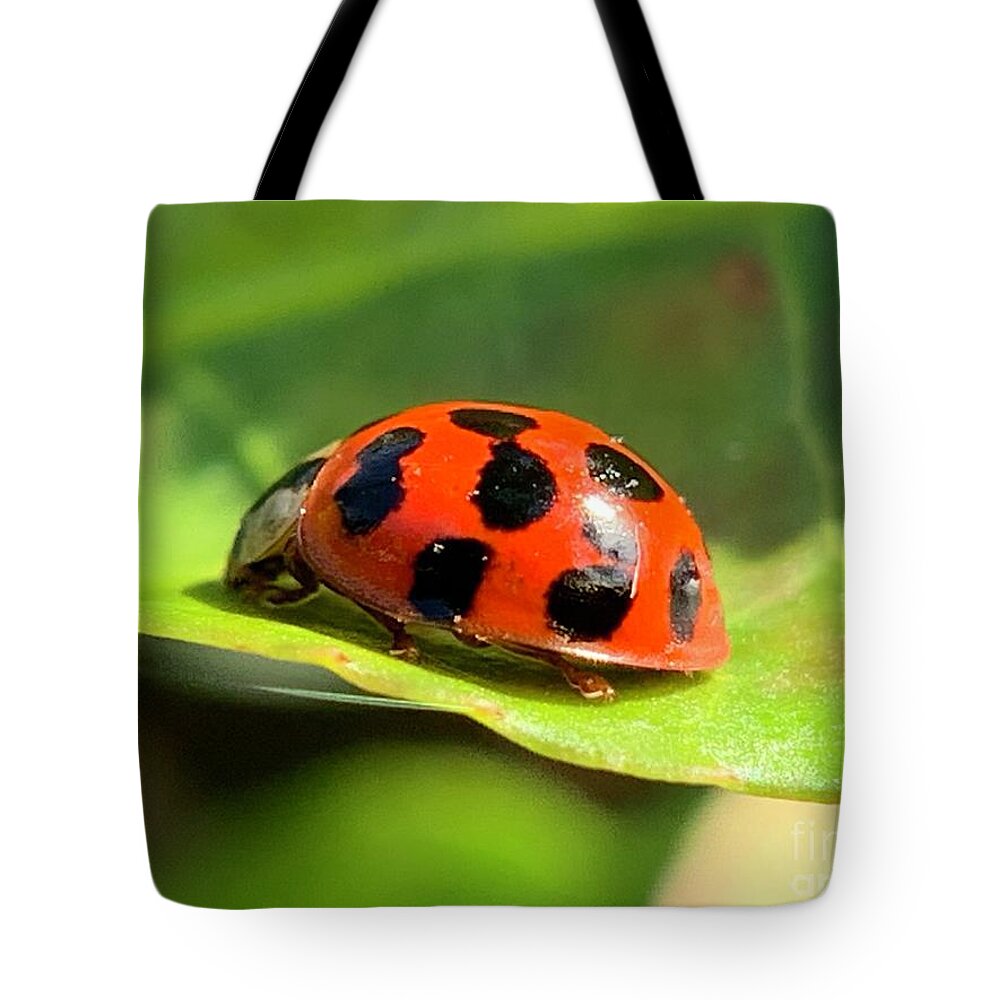 Beetle Tote Bag featuring the photograph Beetle Beauty by Catherine Wilson