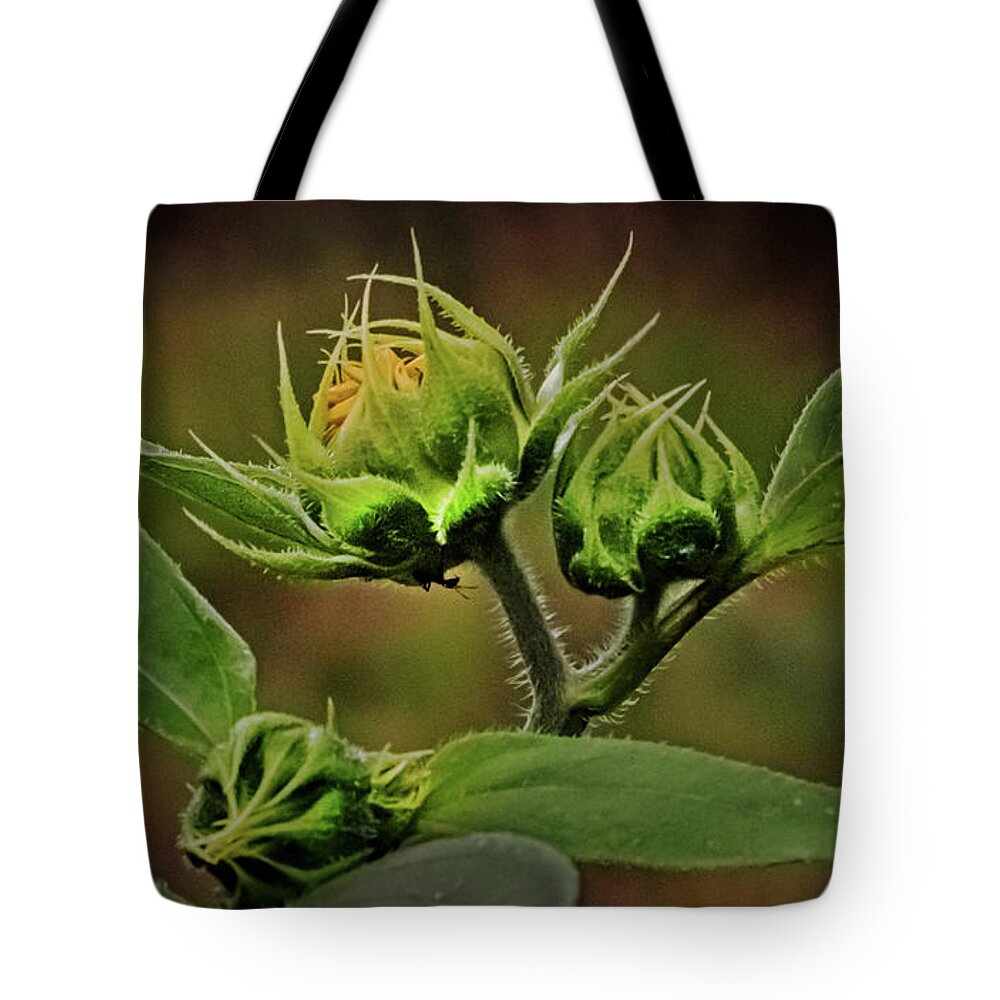 Sunflower Tote Bag featuring the photograph Before the Bloom by Laura Putman