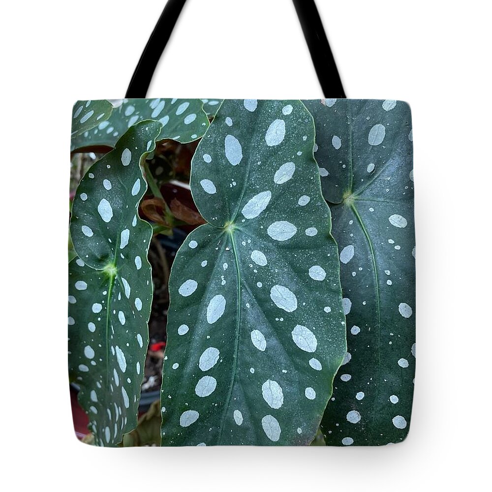 Begonia Tote Bag featuring the photograph Begonia Maculata by Albert Massimi