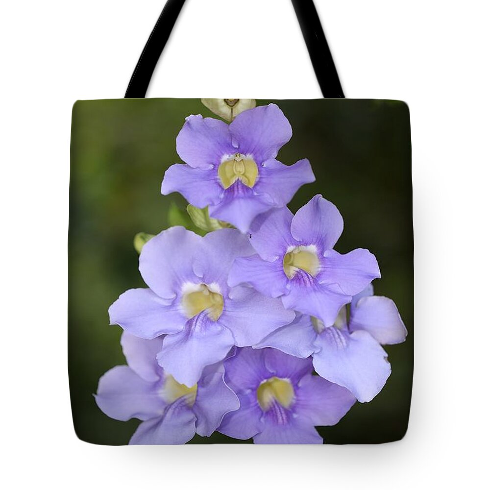 Bengal Clockvine Tote Bag featuring the photograph Bengal Trumpet by Mingming Jiang