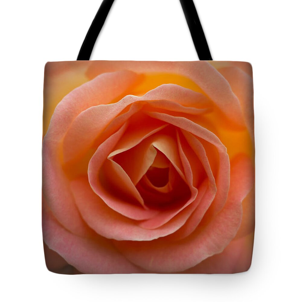 Rose Tote Bag featuring the photograph Bern Rose by Carrie Hannigan