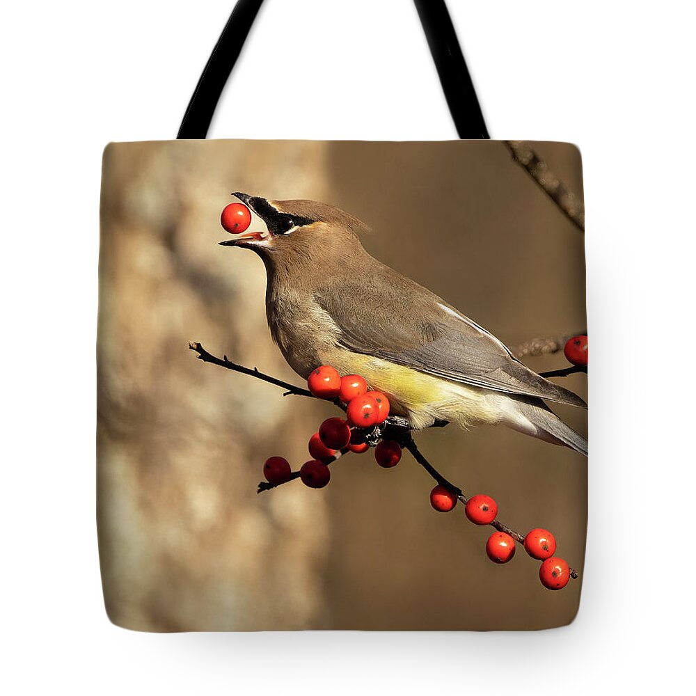 Bird Tote Bag featuring the photograph Berry Tossing by Art Cole
