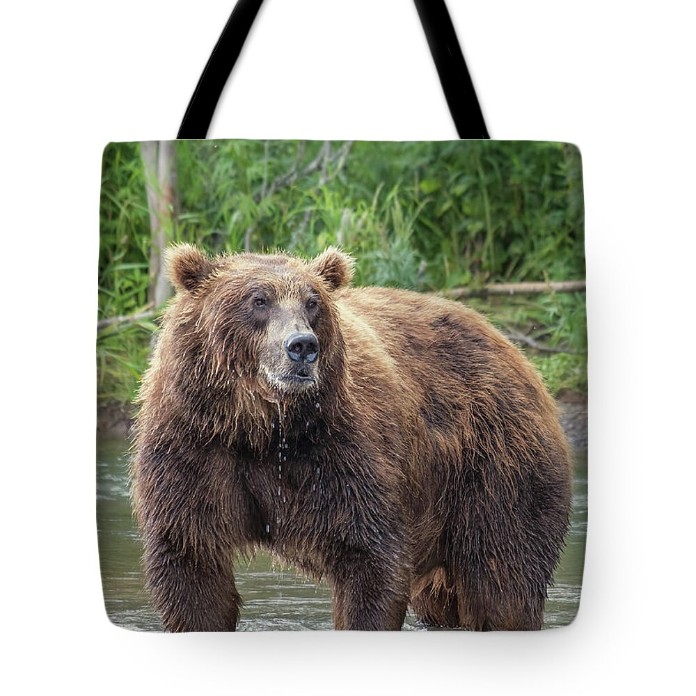 Bear Tote Bag featuring the photograph Big brown bear in river by Mikhail Kokhanchikov