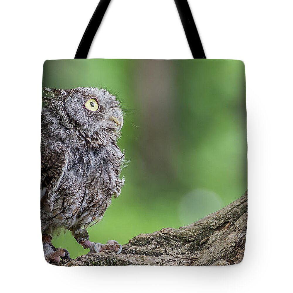 Raptors Owl Hawk Tote Bag featuring the photograph Big eyes by Robert Miller