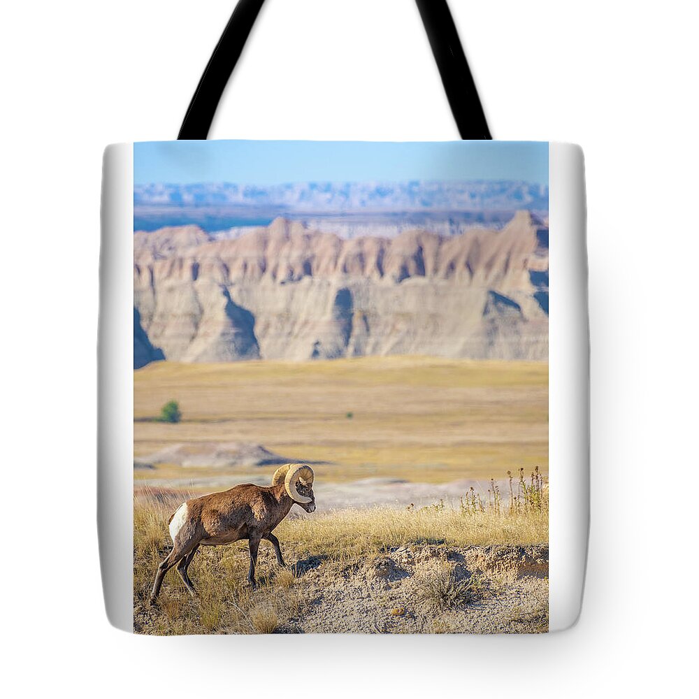 America Tote Bag featuring the photograph Big Horn Posing in the Badlands by Erin K Images