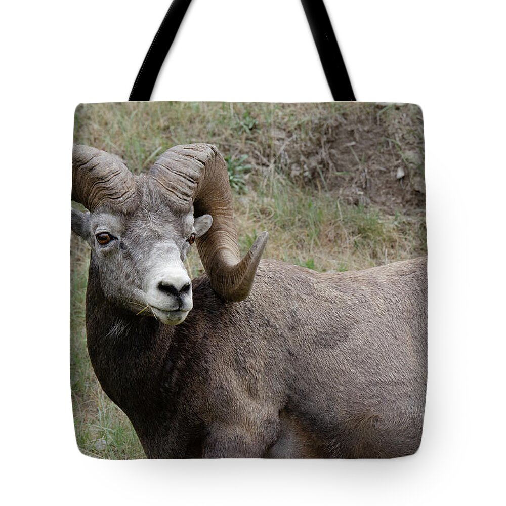 Ram Tote Bag featuring the photograph Big Horn Ram 1 by Bob Christopher