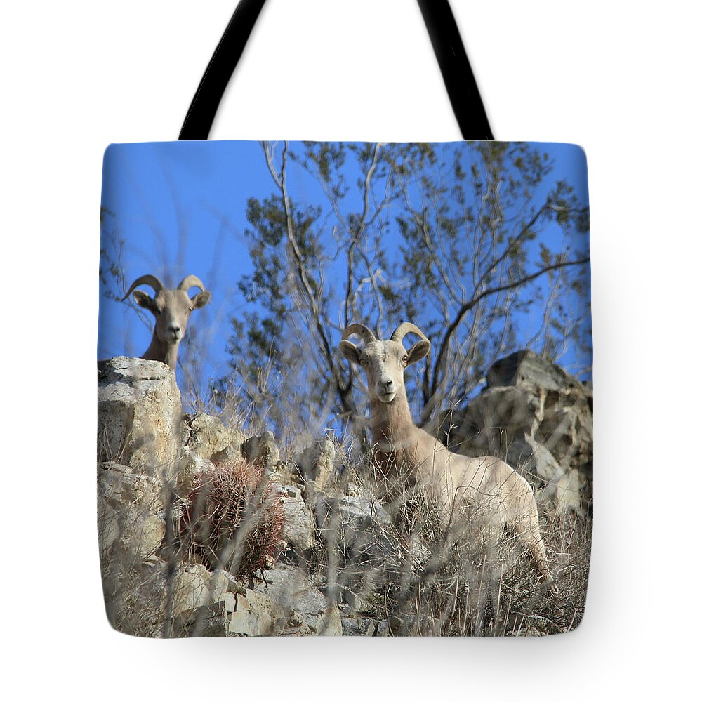Big Horn Sheep Tote Bag featuring the photograph Big Horn Sheep by Perry Hoffman
