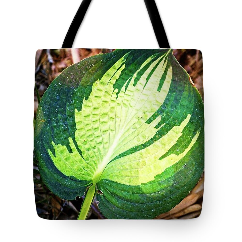 Blooming Tote Bag featuring the photograph Big Leaf by David Desautel