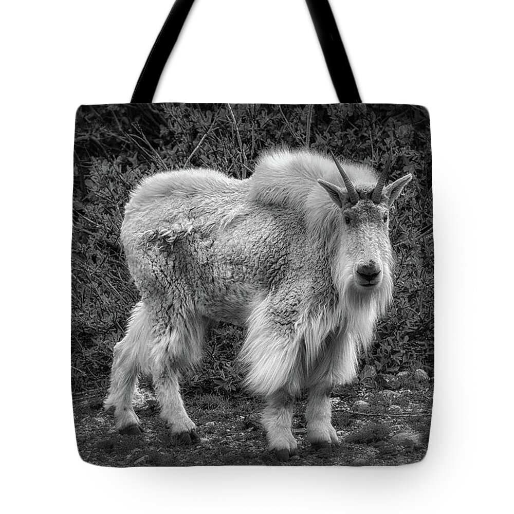 Colorado Tote Bag featuring the photograph Billy by Bitter Buffalo Photography