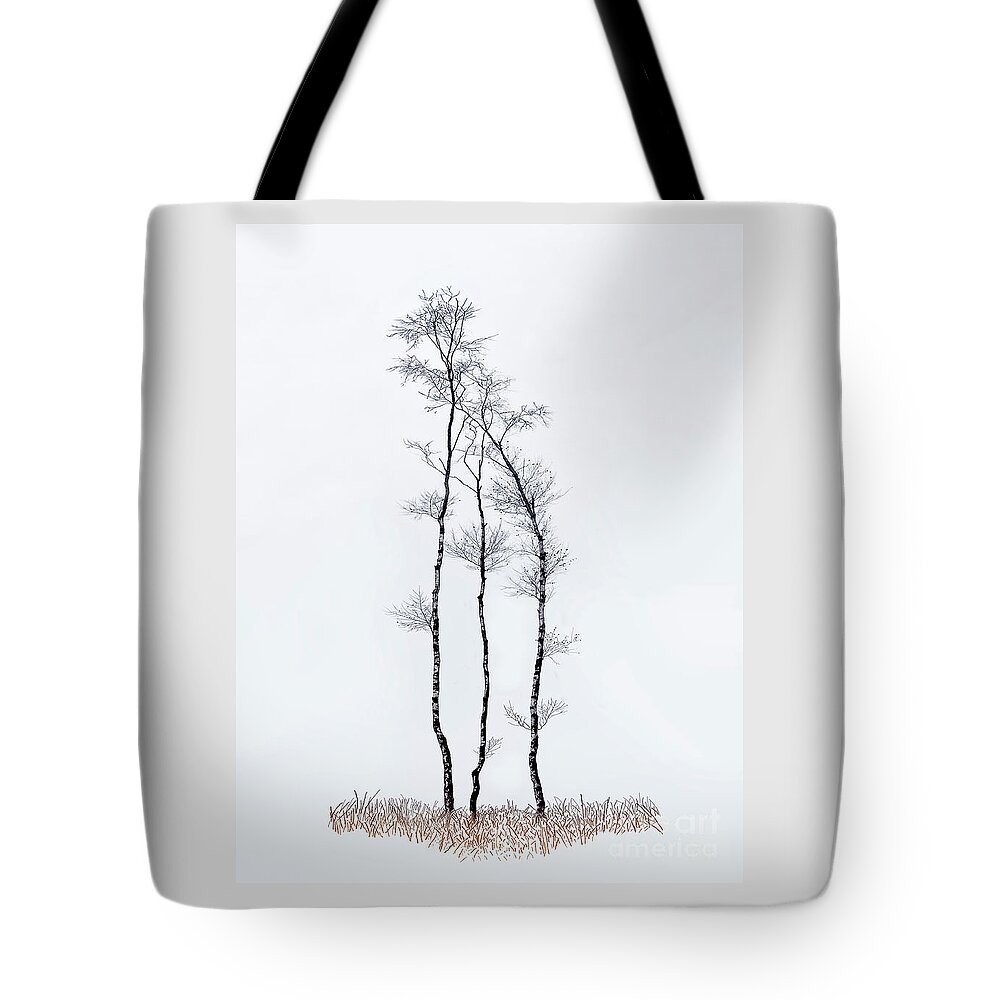 Silver Tote Bag featuring the photograph Tender And Protective Family. Birch Trees Trio by Tatiana Bogracheva