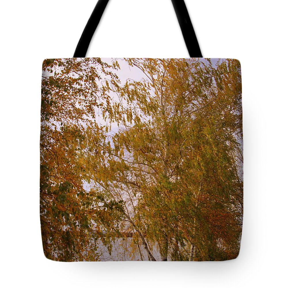 Birches Tote Bag featuring the photograph Birches in Autumn Light by Lennie Malvone