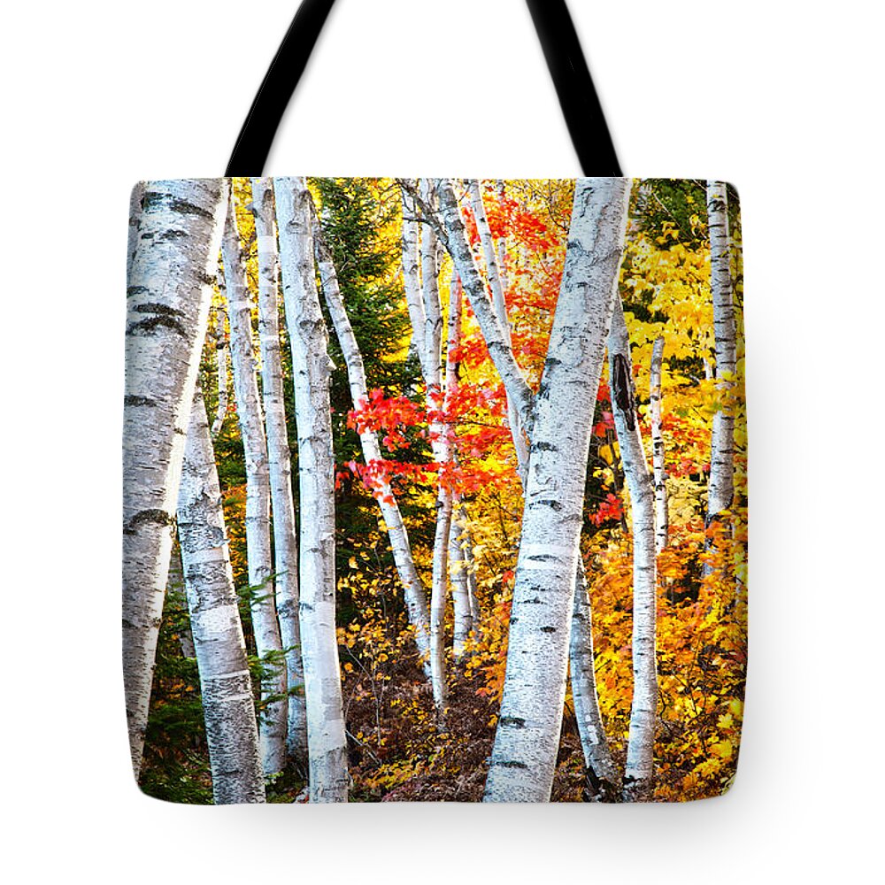 Birches Tote Bag featuring the photograph Birches by John Bartosik