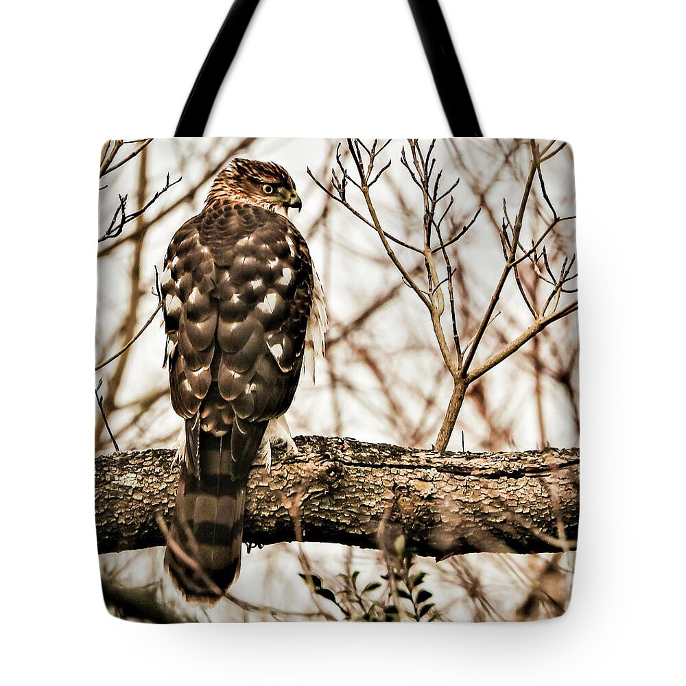 Bird Of Pray Feathers Eye Tree Branch Tote Bag featuring the photograph Bird4 by John Linnemeyer