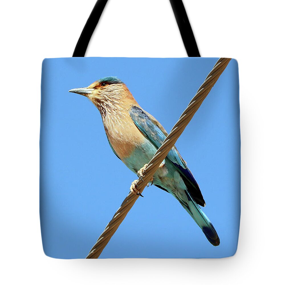  Tote Bag featuring the photograph Birds 66 by Eric Pengelly