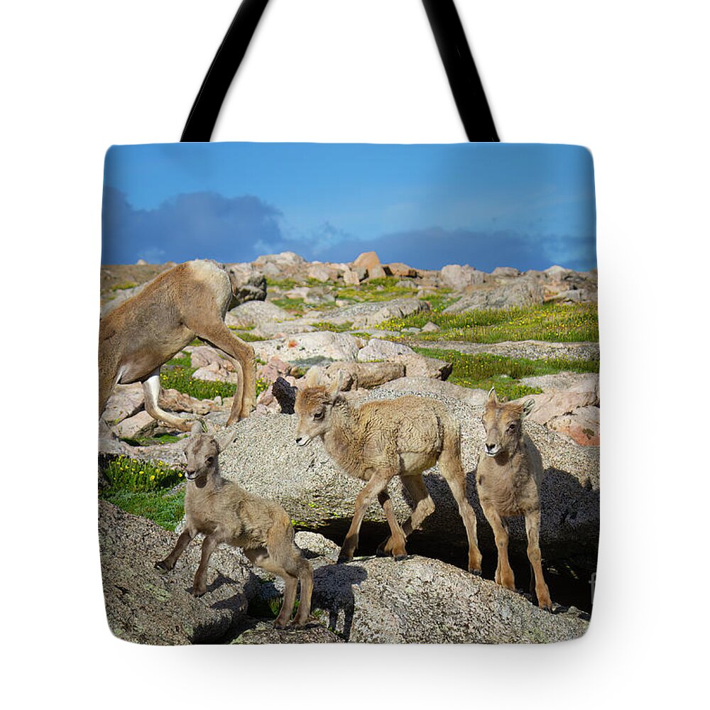 Bighorn Sheep Tote Bag featuring the photograph Birds of a Feather by Jim Garrison