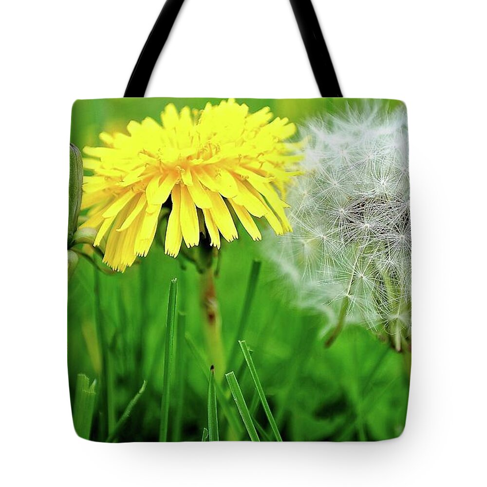 Dandelions Tote Bag featuring the photograph Birth Life Death by Frozen in Time Fine Art Photography