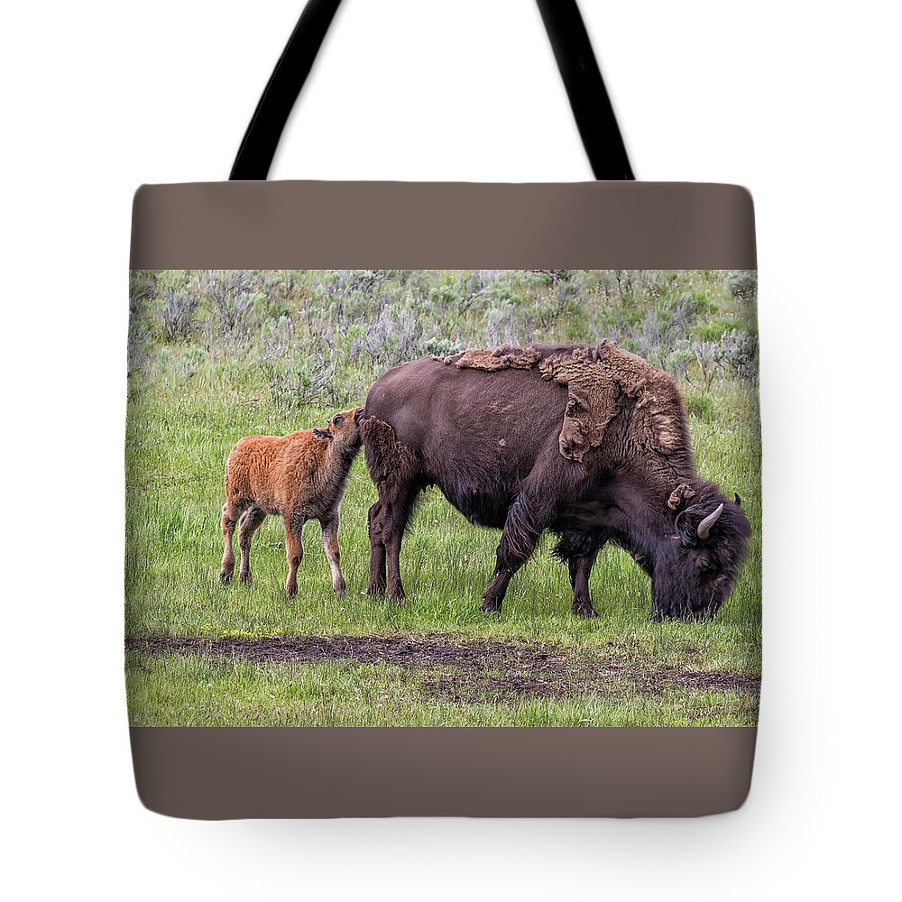 Bison Calf Tote Bag featuring the photograph Bison Calf Seeking Some Attention from Mom by Belinda Greb