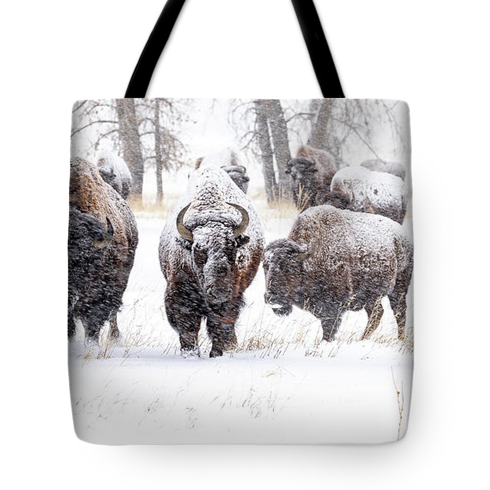 Bison Tote Bag featuring the photograph Bison Herd Moving Through a Snowstorm by Tony Hake