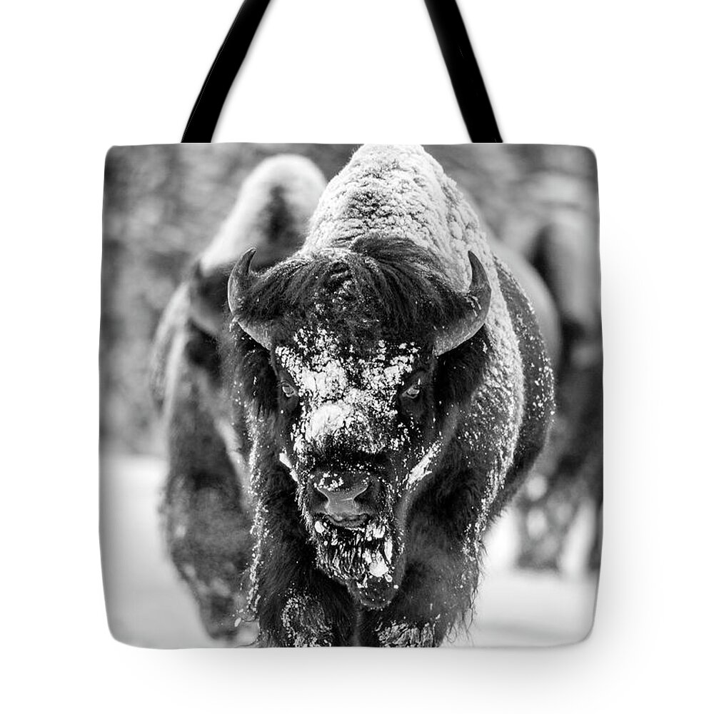 Bison Tote Bag featuring the photograph Bison in snow by D Robert Franz
