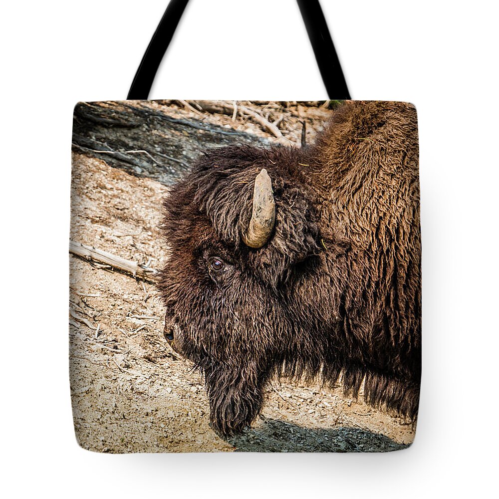 Yellowstone Tote Bag featuring the photograph Bison in yellowstone by Alberto Zanoni