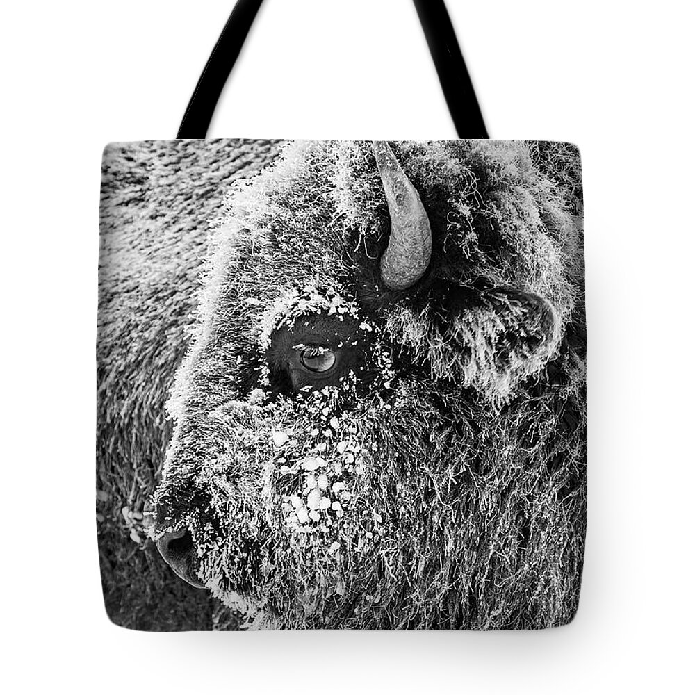 Bison Tote Bag featuring the photograph Bison portrait by D Robert Franz