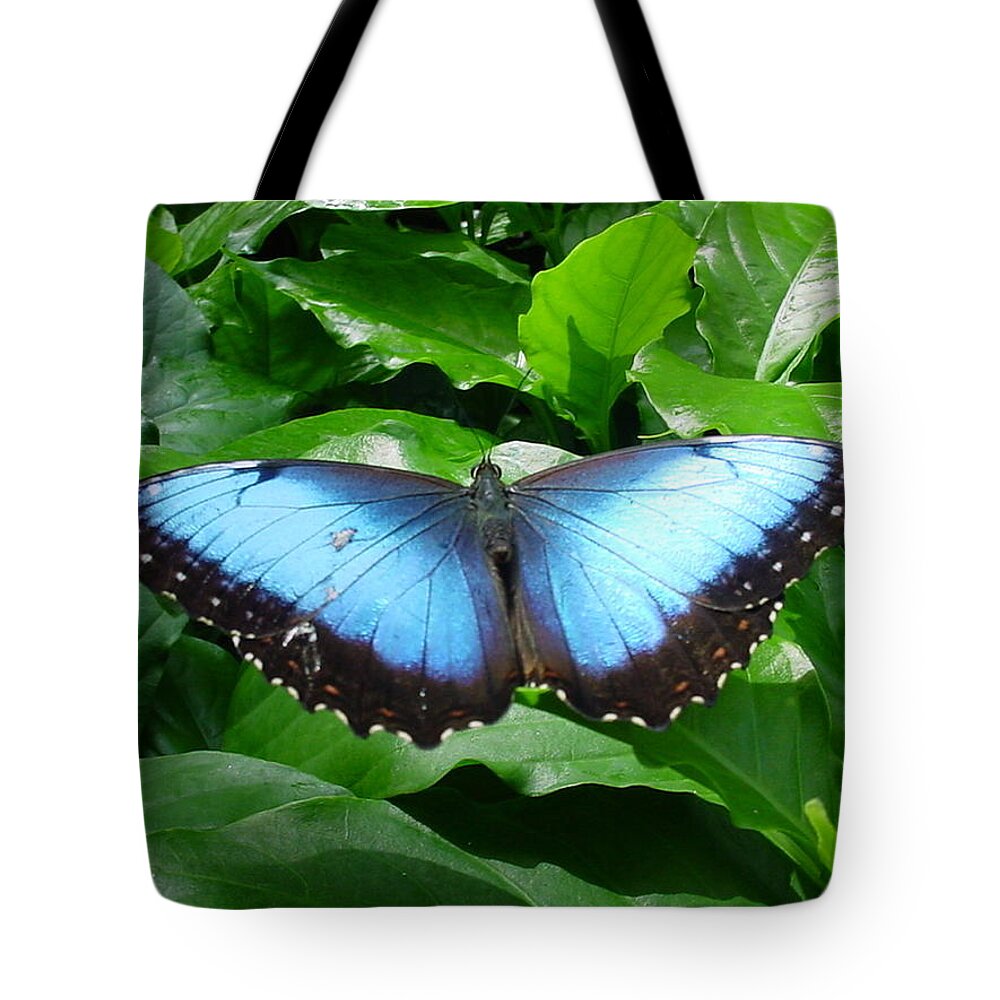 Butterflies Tote Bag featuring the photograph Black and Blue Butterfly by Pour Your heART Out Artworks