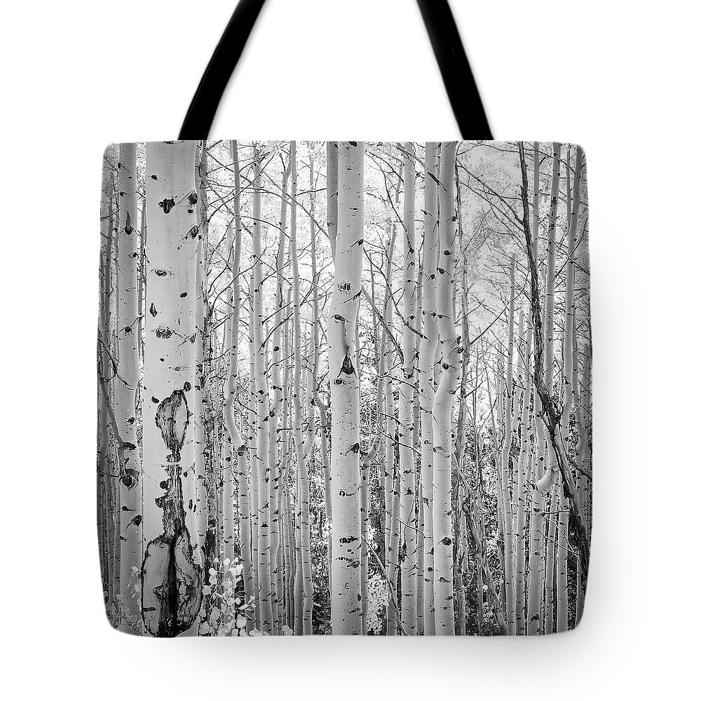 Black And White Tote Bag featuring the photograph Black and White Aspen Grove by Rebecca Herranen