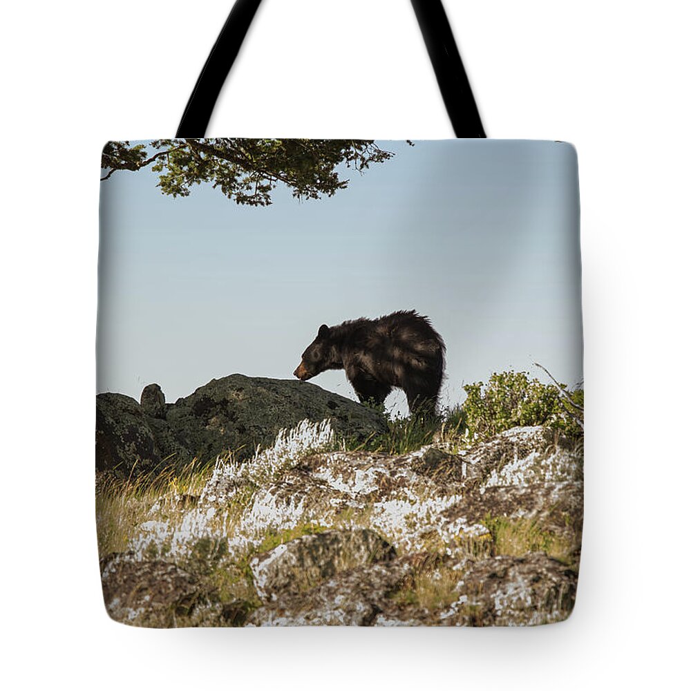 Black Bear Tote Bag featuring the photograph Black Bear At Yellowstone 1 by Joe Granita
