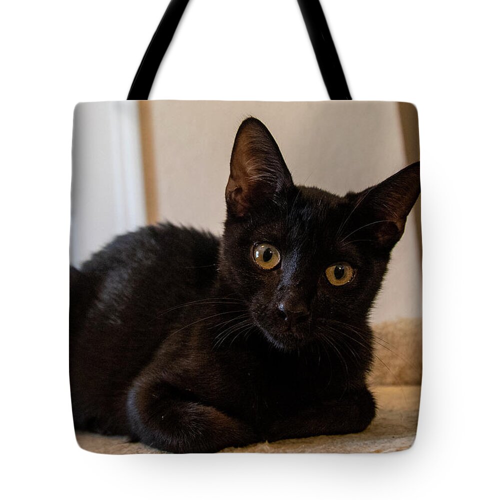 Cat Tote Bag featuring the photograph Black Cat by Dart Humeston