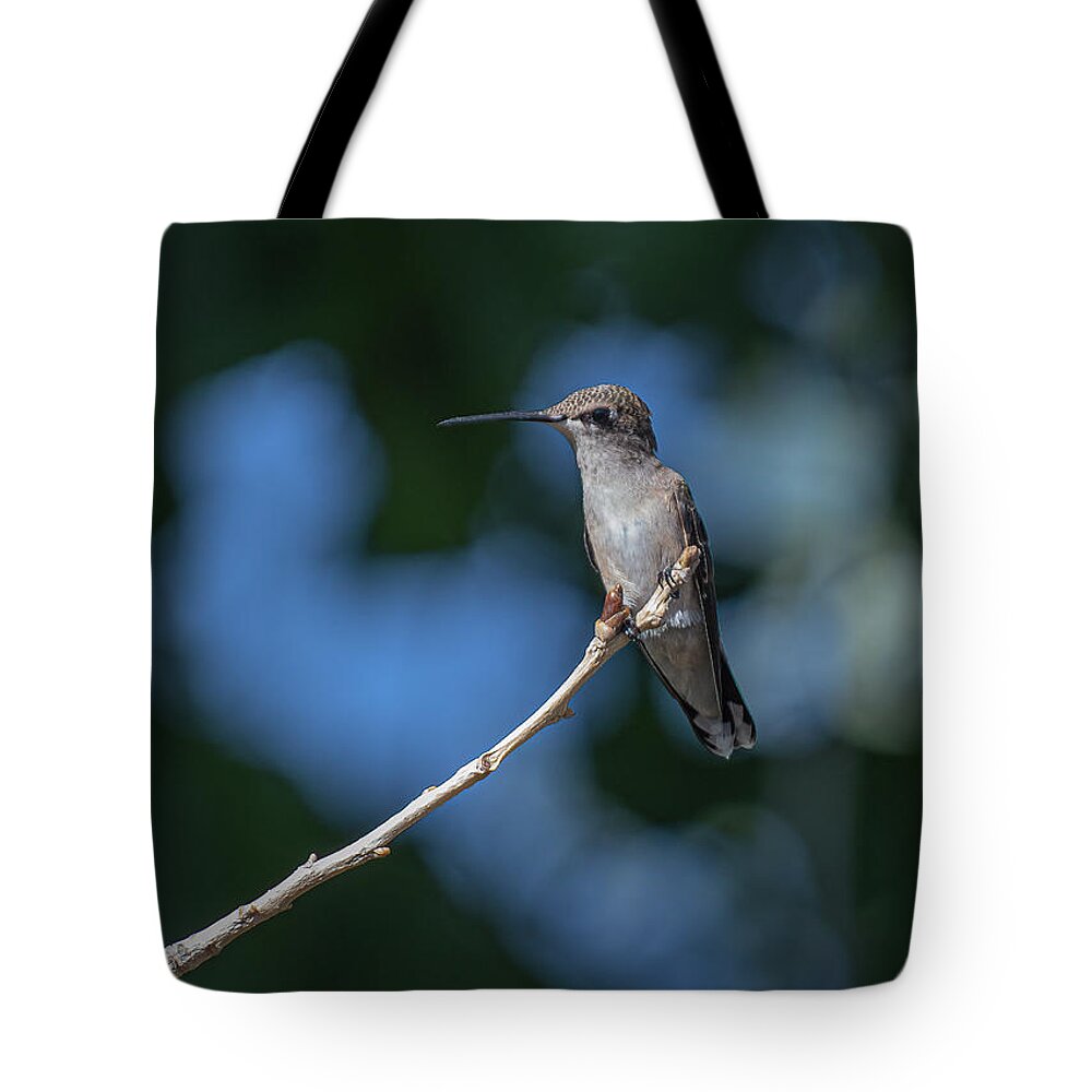 Black Chinned Hummingbird Tote Bag featuring the photograph Black Chinned Hummingbird 3 by Rick Mosher