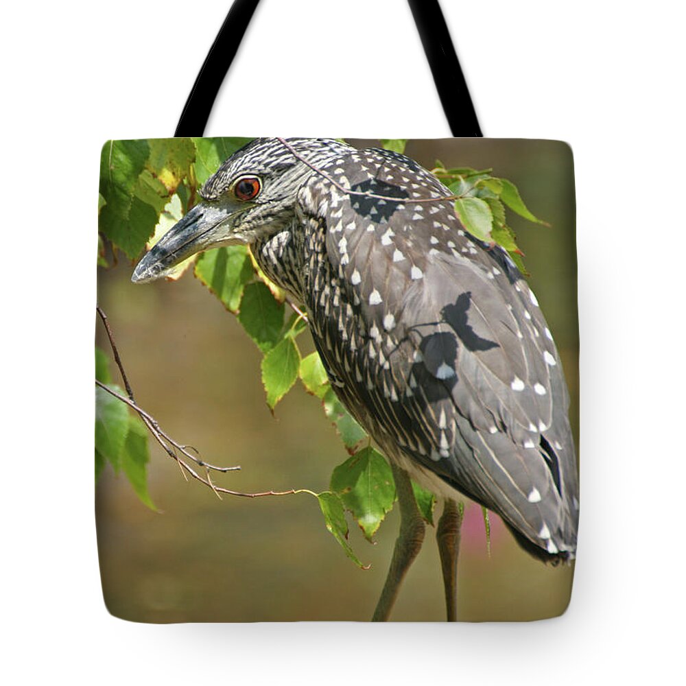 Laurie Lago Rispoli Tote Bag featuring the photograph Black Crowned Night Heron by Laurie Lago Rispoli