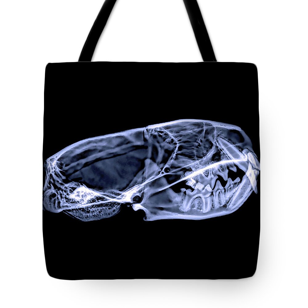 Mammal Tote Bag featuring the photograph Black-footed Ferret -6 by Rob Graham