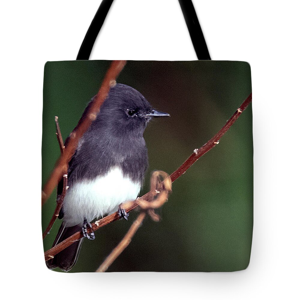 Black Phoebe Tote Bag featuring the photograph Black-Phoebe 8551-101221-2 by Tam Ryan