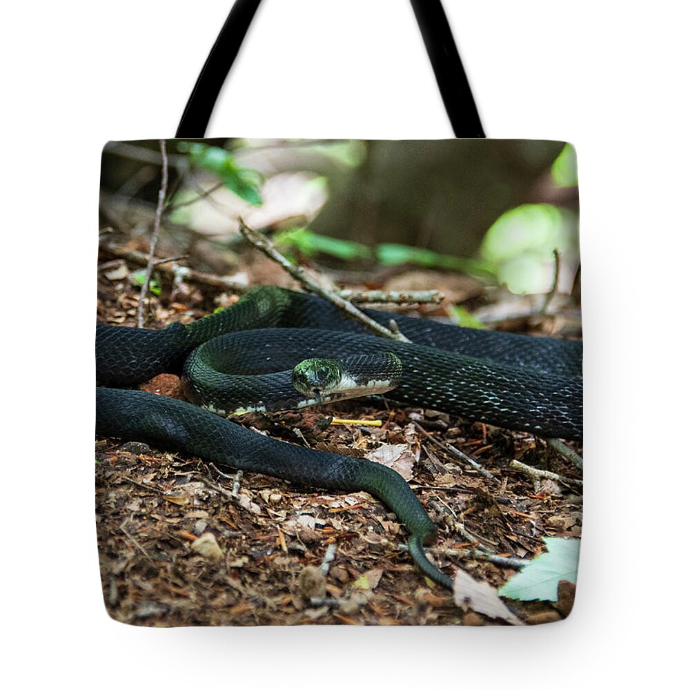 Brevard Tote Bag featuring the photograph Black Rat Snake by Melissa Southern