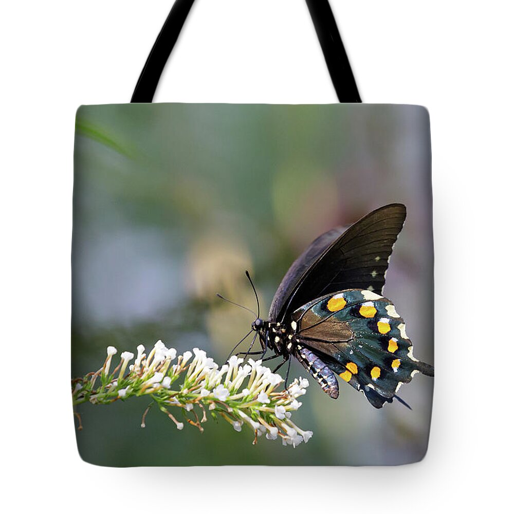 Flower Tote Bag featuring the photograph Black Swallowtail Posing by Steve Templeton