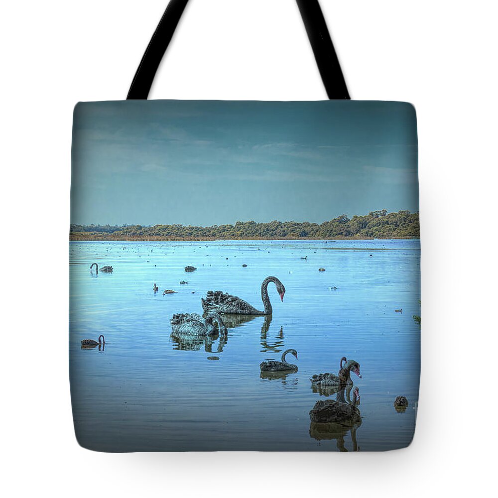 Lake Joondalup Tote Bag featuring the photograph Black Swans on Lake Joondalup by Elaine Teague