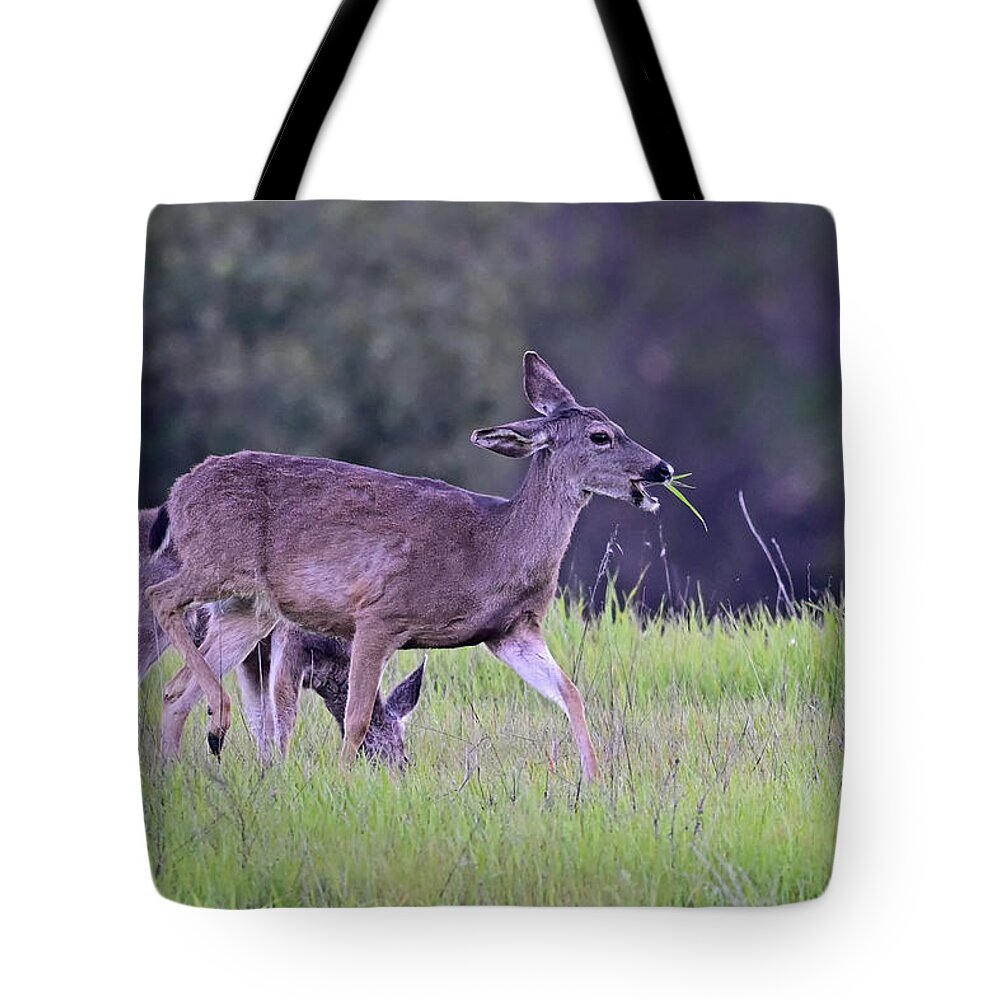 Odocoileus Hemionus Tote Bag featuring the photograph Black-tailed Deer - Odocoileus hemionus by Amazing Action Photo Video