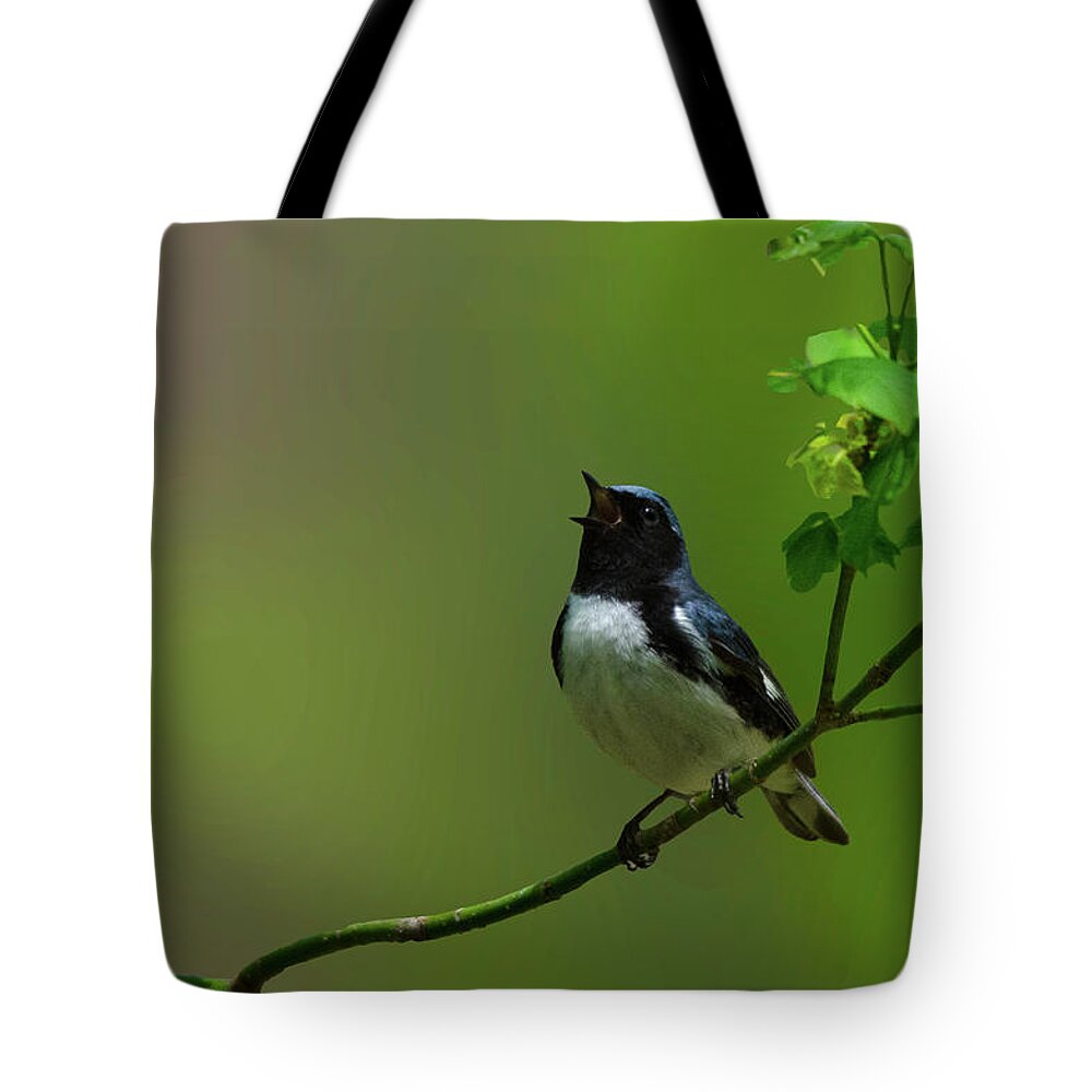 Black Throated Blue Warbler Sings To Delight Tote Bag featuring the photograph Black Throated Blue Warbler Sings to Delight by Carolyn Hall