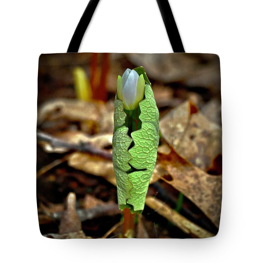 Bloodroot Tote Bag featuring the photograph Bloodroot Unfolding by Sarah Lilja