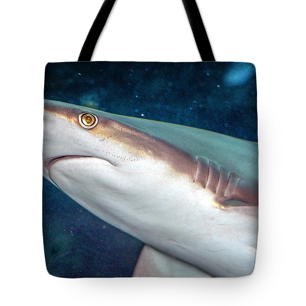 Bloody Tote Bag featuring the photograph Bloody Nosed Shark by WAZgriffin Digital
