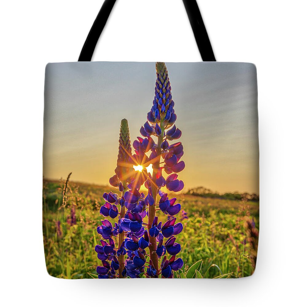 Fort Hill Tote Bag featuring the photograph Blooming Lupines on Cape Cod at Fort Hill by Juergen Roth