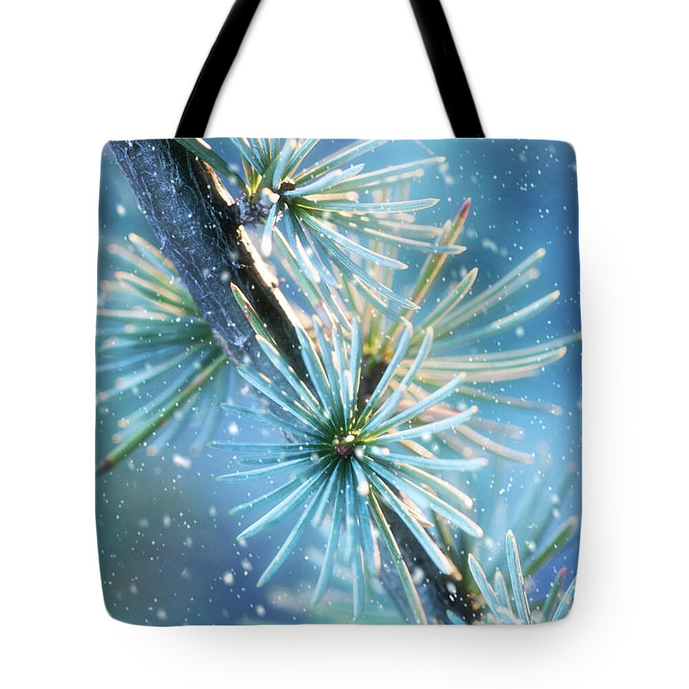 Public Gardens Tote Bag featuring the photograph Blue Atlas Cedar Branch Dressed for Winter by Anita Pollak