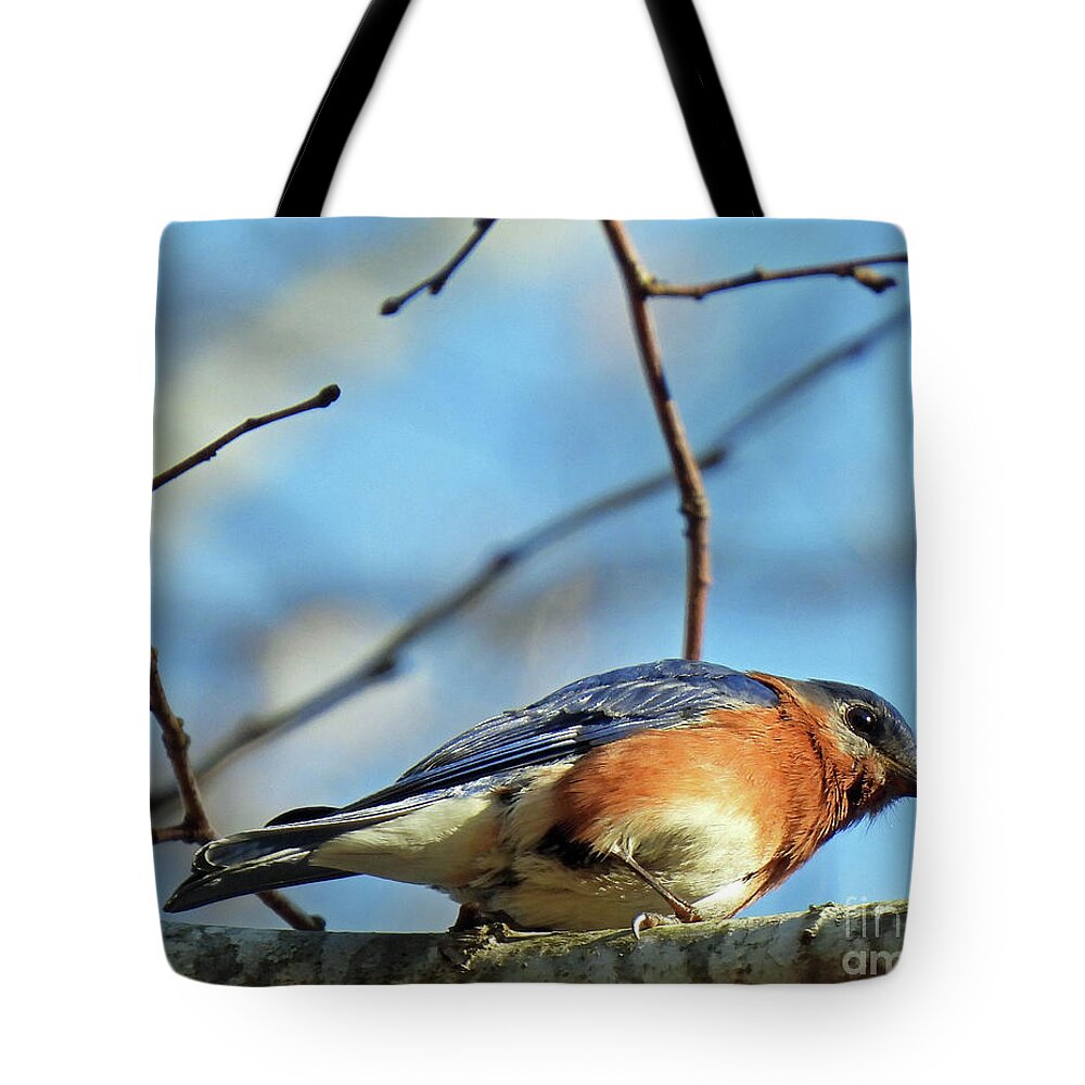 Nature Tote Bag featuring the photograph Blue Bird51 by Lizi Beard-Ward