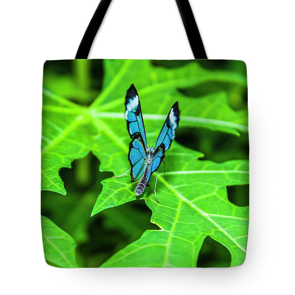 Butterflies Tote Bag featuring the photograph Blue Butterfly by David Beechum