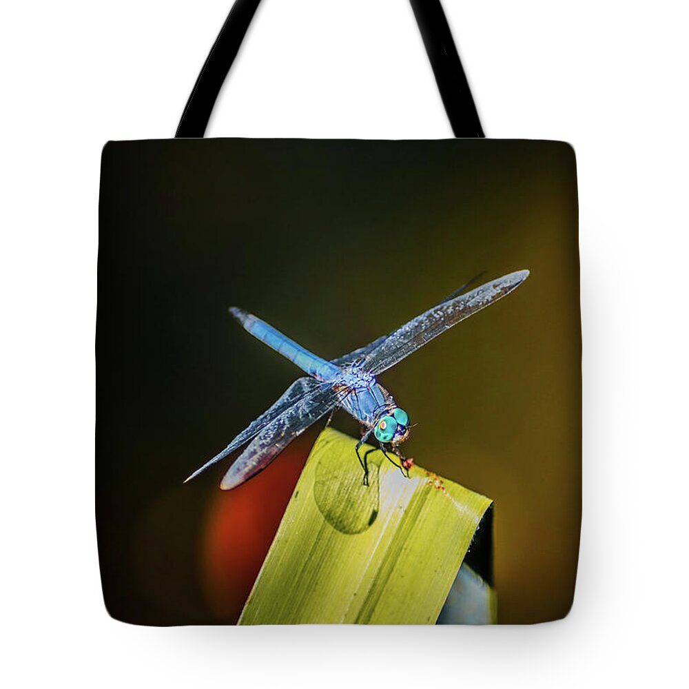 Insects Tote Bag featuring the photograph Blue Dragon on the Prowl by Marcus Jones